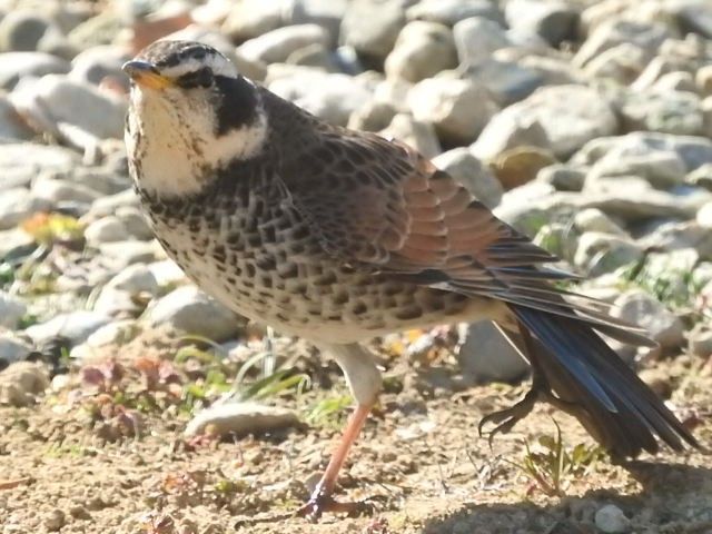 ペンギン型ツグミ