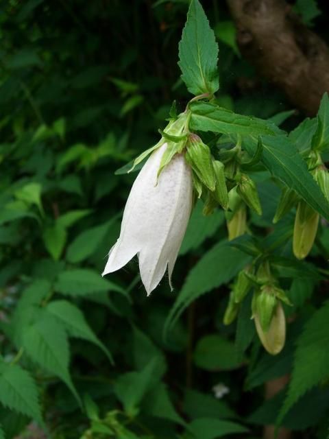 「梅雨空に映える花」