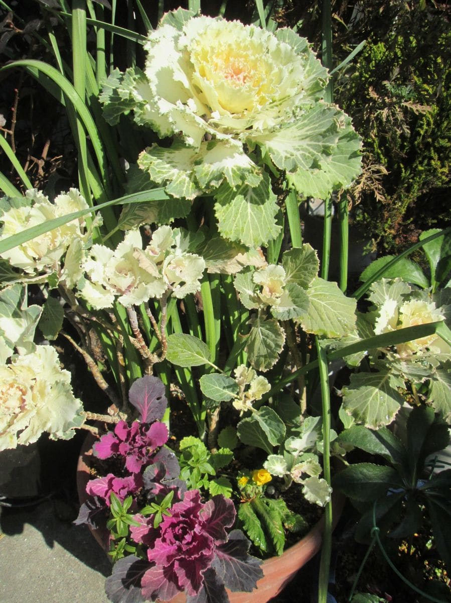 夏越し、種から葉牡丹の寄せ植え