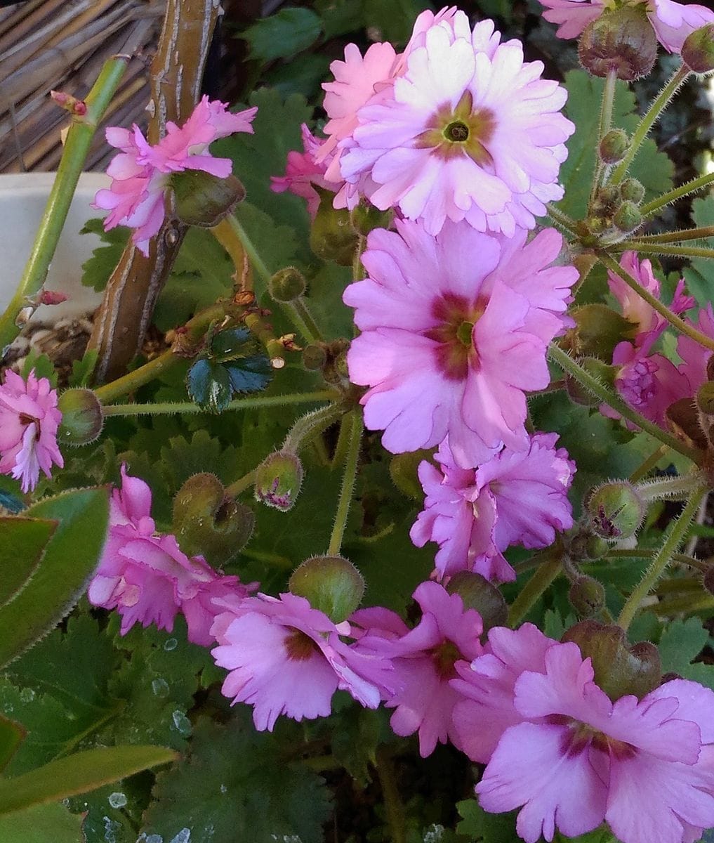 短花柱花と長花柱花　①