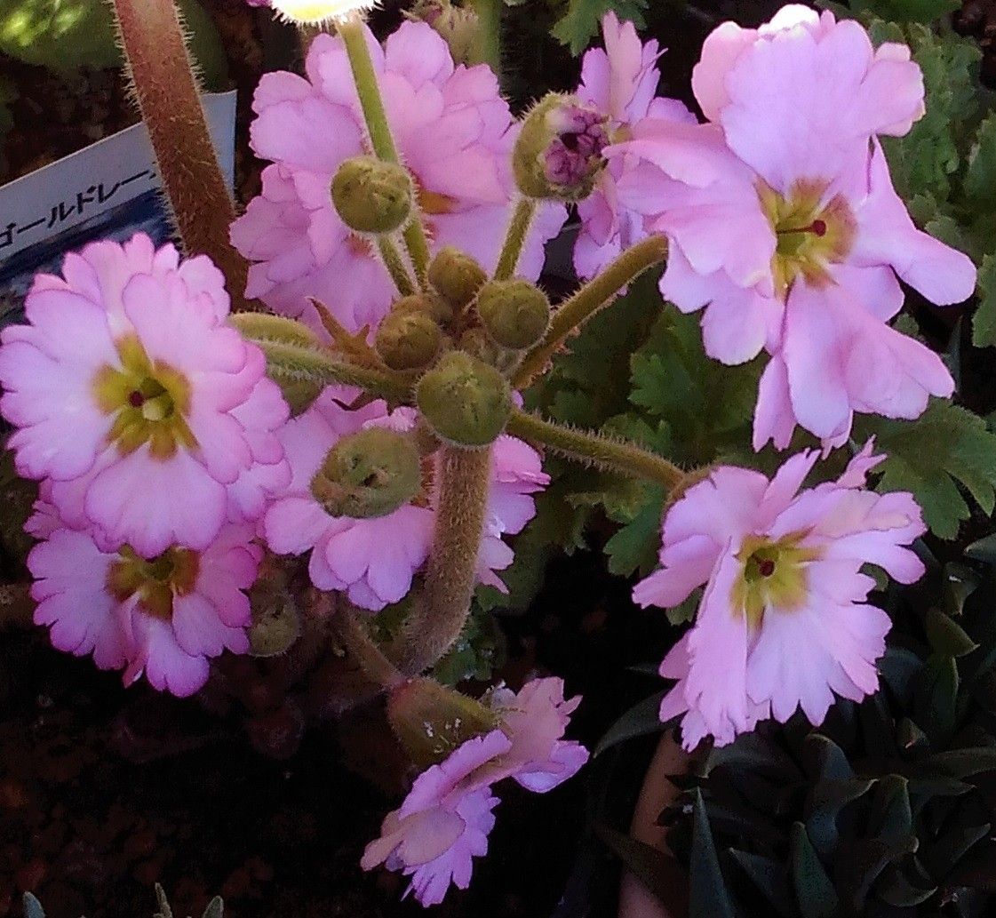 短花柱花と長花柱花　①