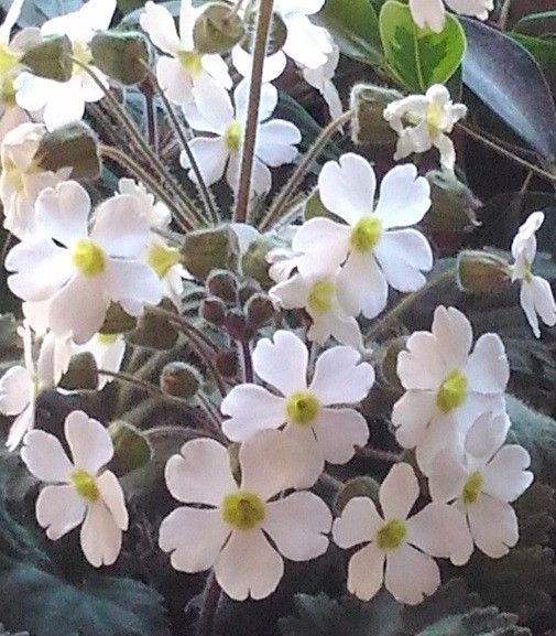 短花柱花と長花柱花　②