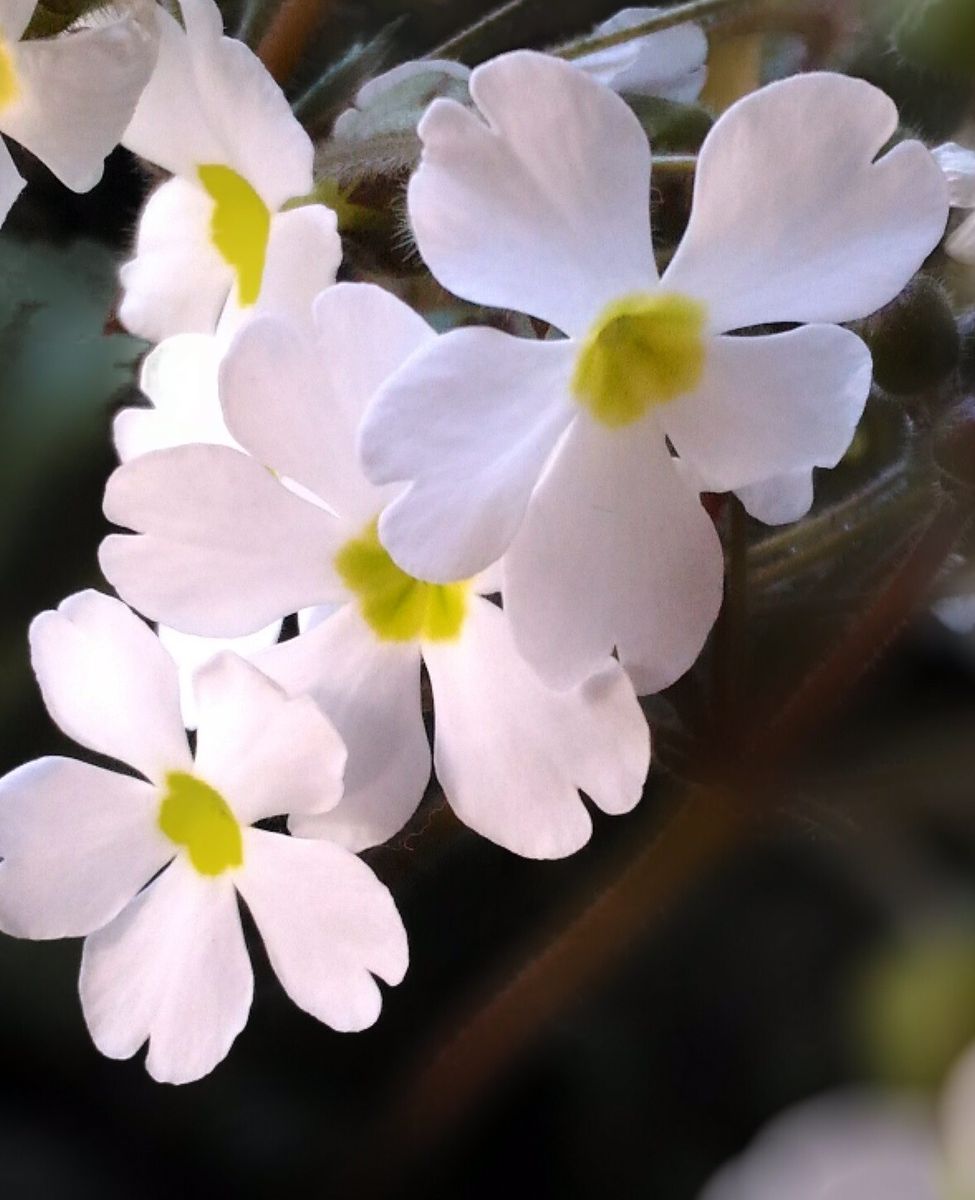 短花柱花と長花柱花　②