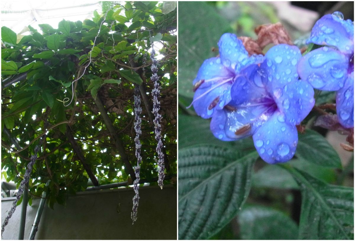 新潟県立植物園