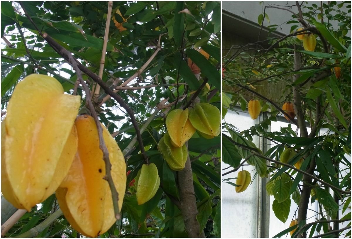 新潟県立植物園