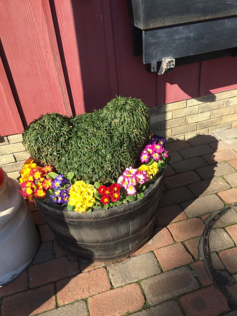 ディズニーランドの園芸はすごい