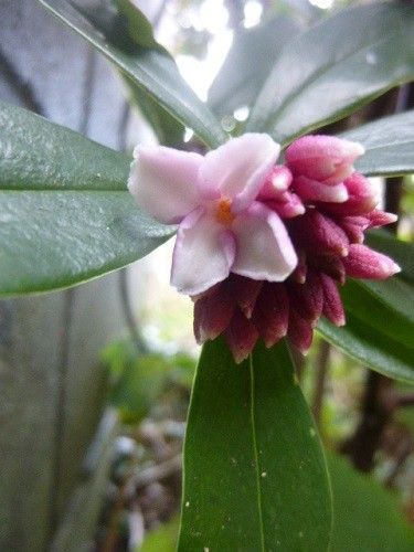 沈丁花ほか