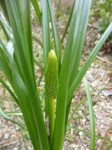 沈丁花ほか