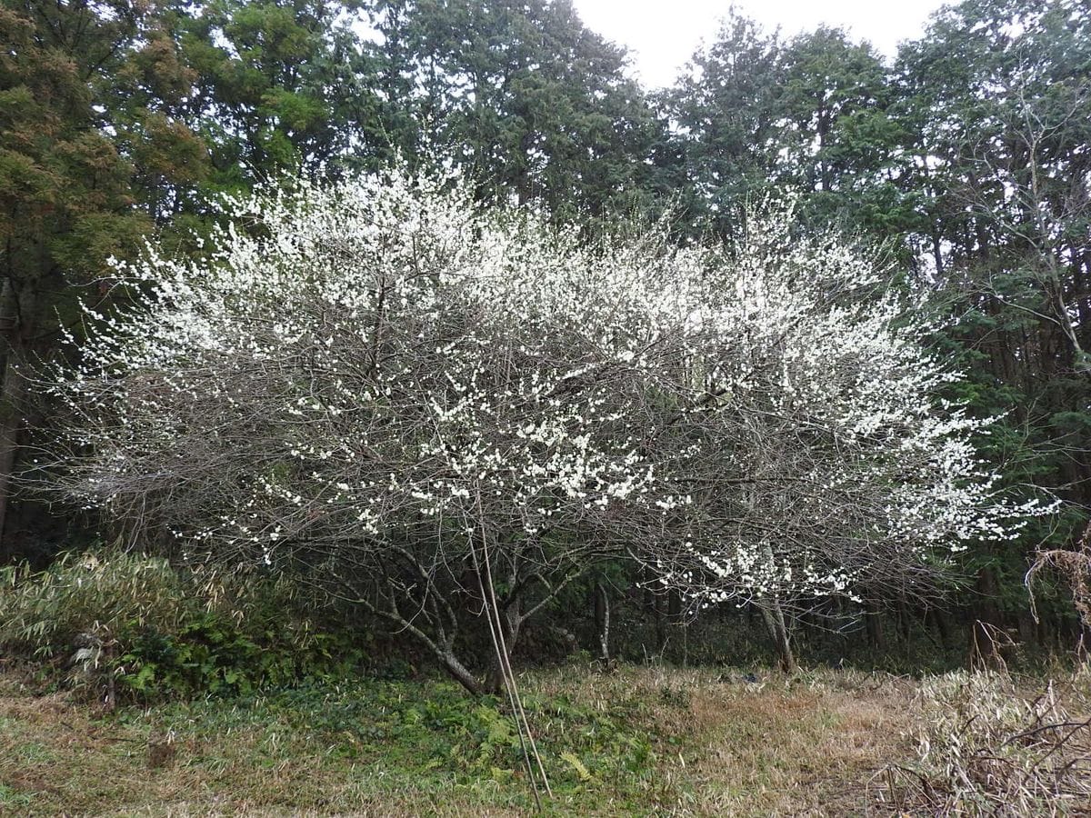 春はもうすぐそこに…