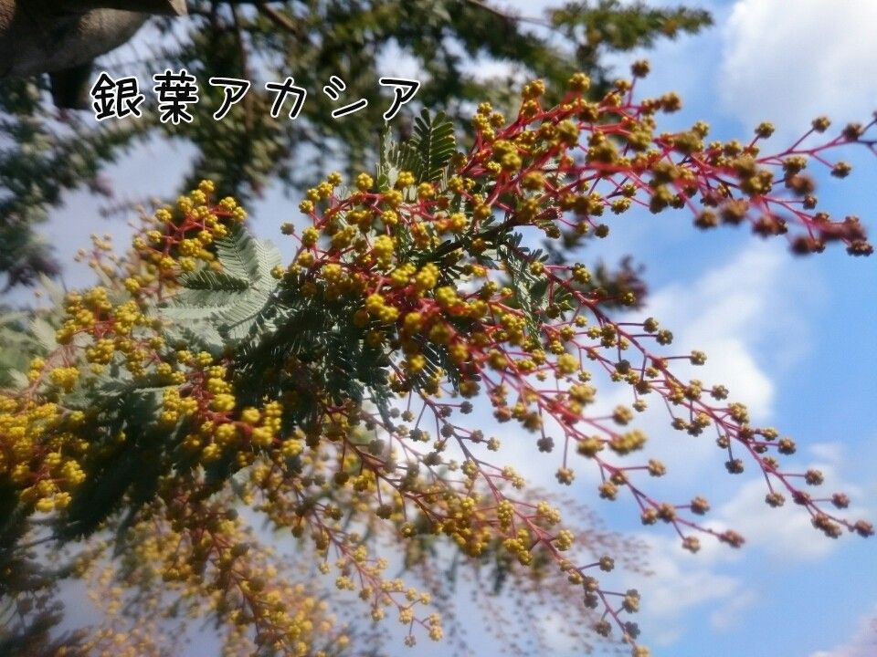 今日出会ったお花♪