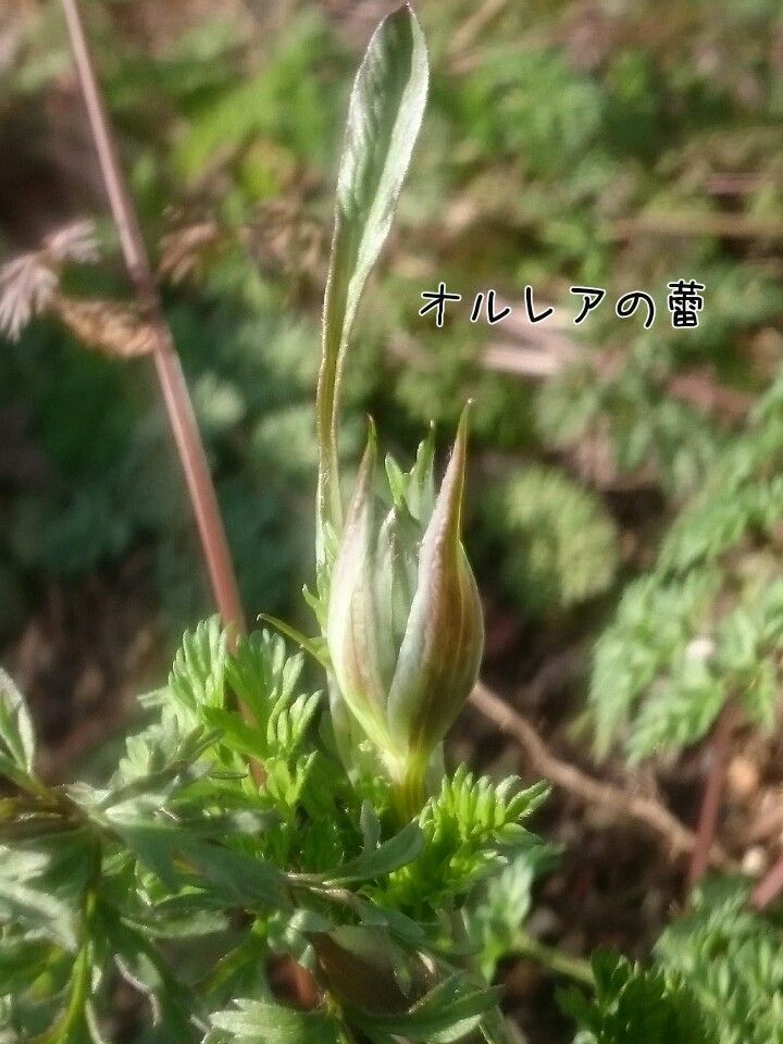 今日出会ったお花♪