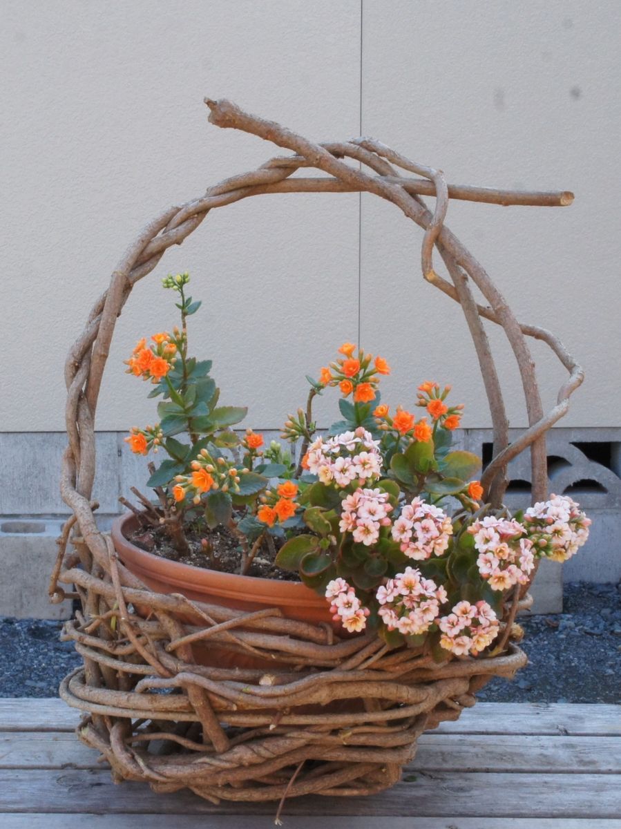 アケビの蔓かご｜園芸日記byよっこら｜みんなの趣味の園芸｜279261