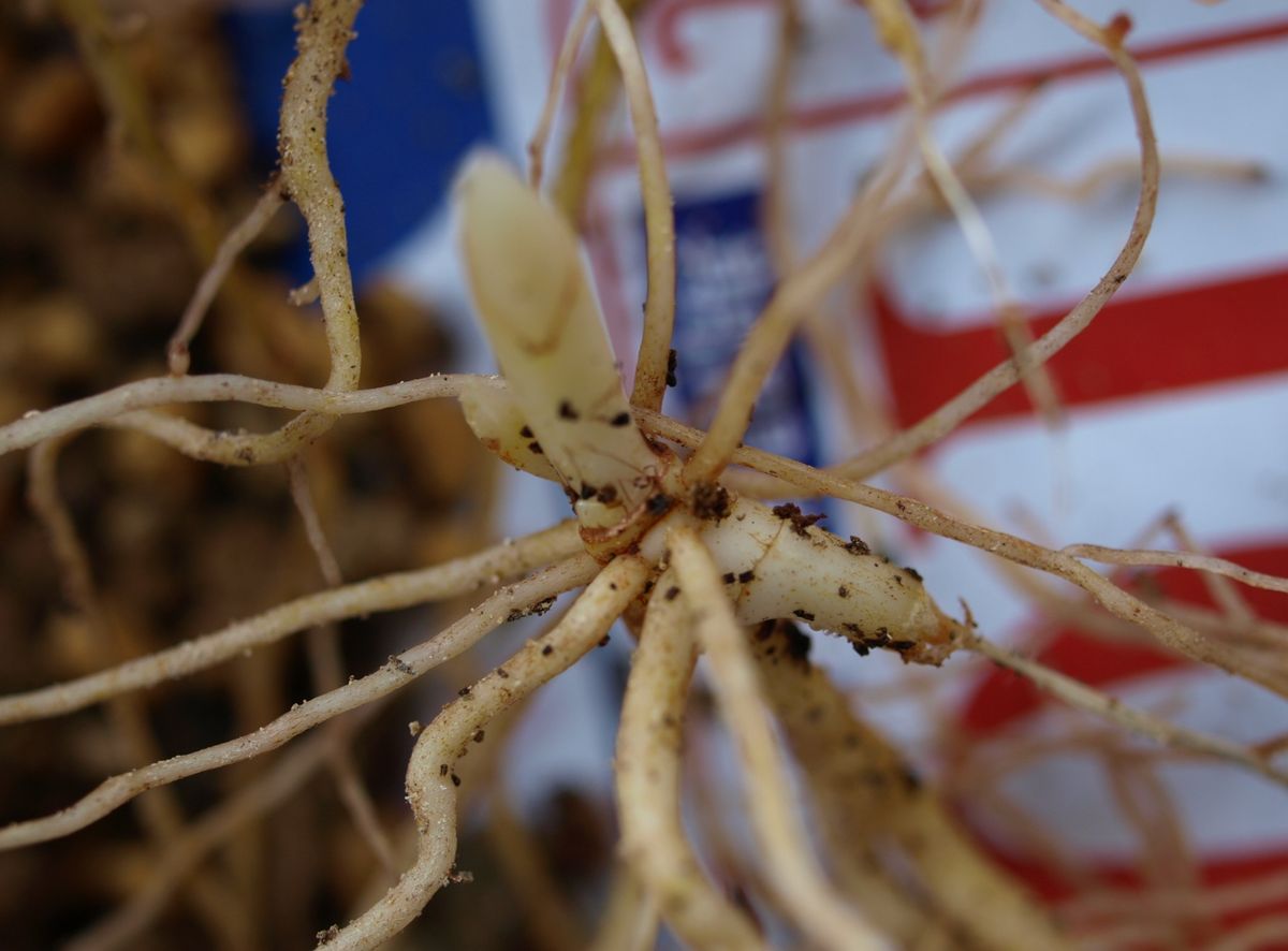 咲きかけのユキワリソウと、チゴユリの植え替え