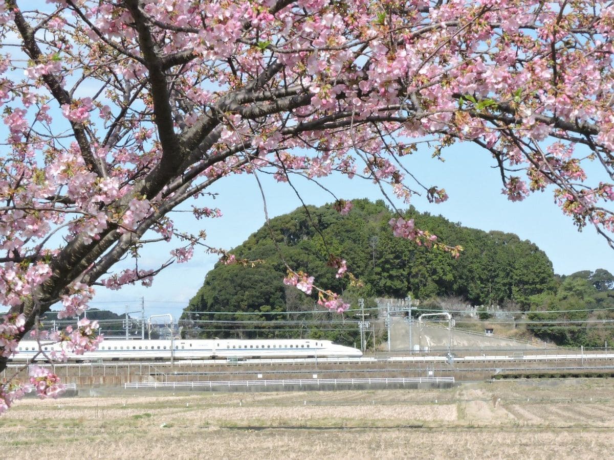 カワセミ爺さんの拘り