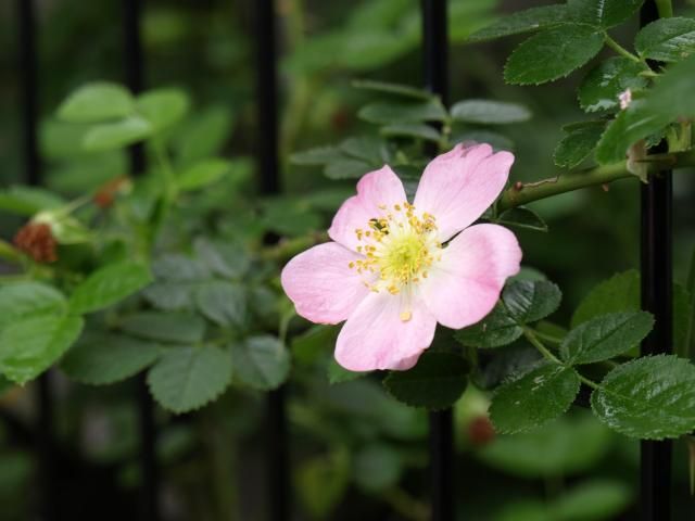 バラの2番花、次々と