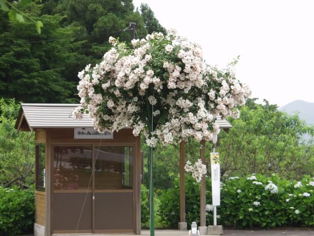 島根県　香木（こうぼく）の森公園