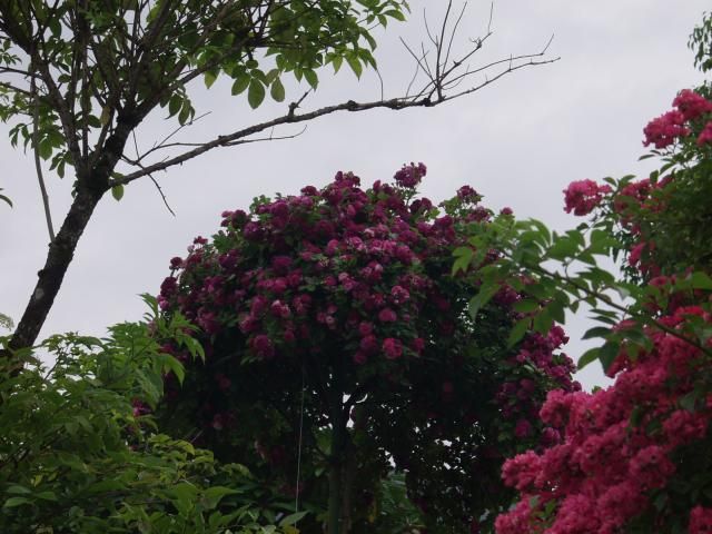 島根県　香木（こうぼく）の森公園