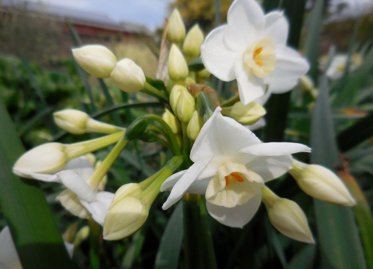 今日の花