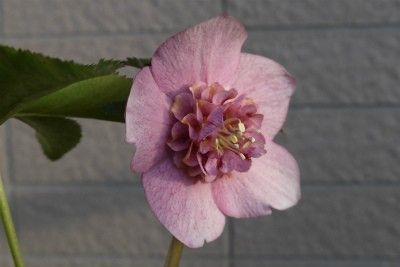 展示即売会IN大船植物園６日目