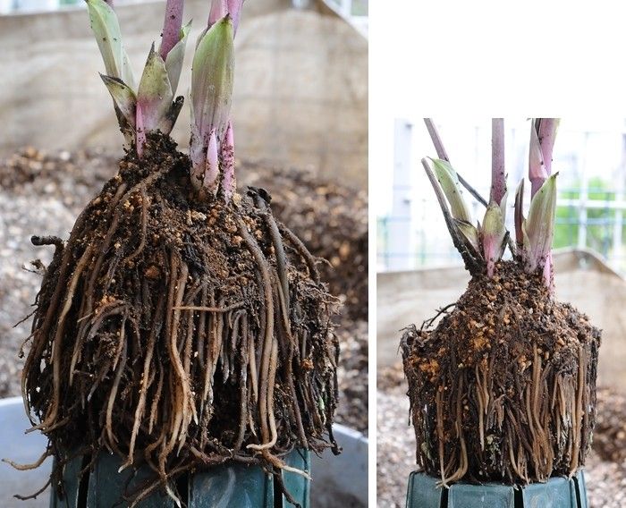 開花株の植え替え　よしの