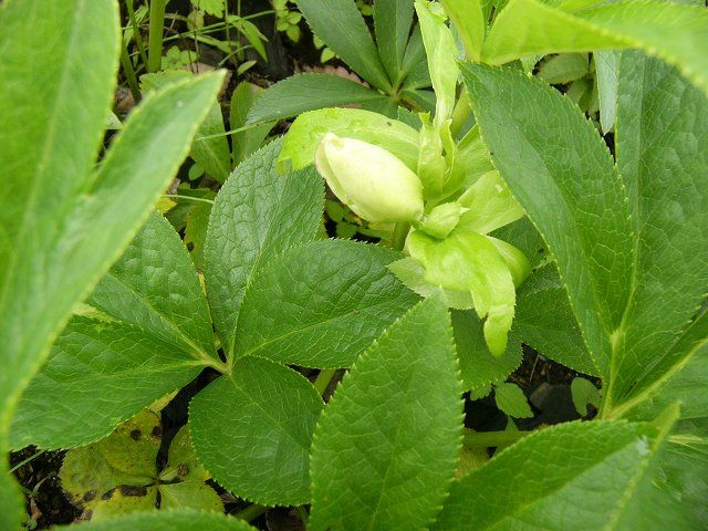 １８ヶ月で蕾が現れた