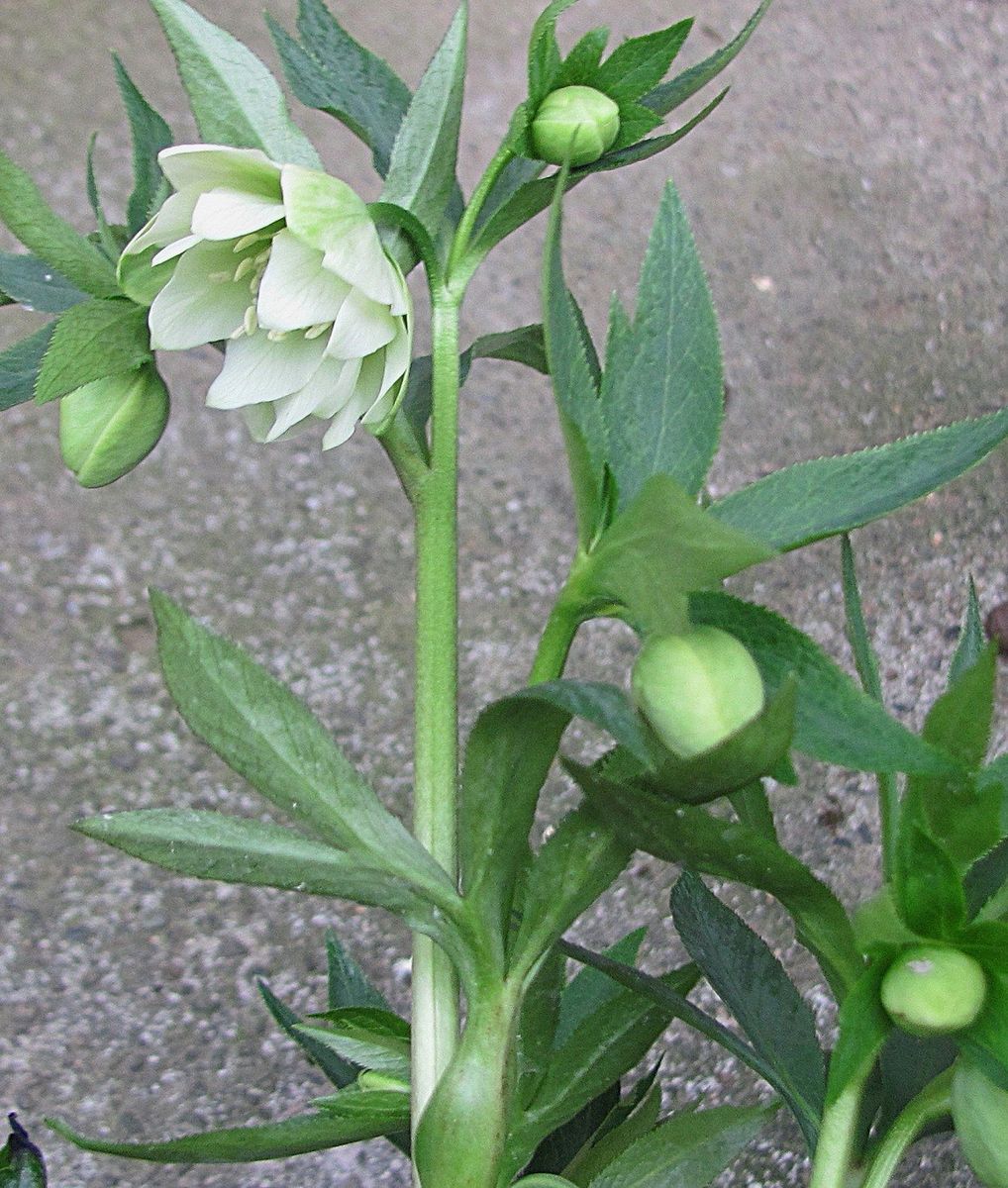 今日の開花は・・・