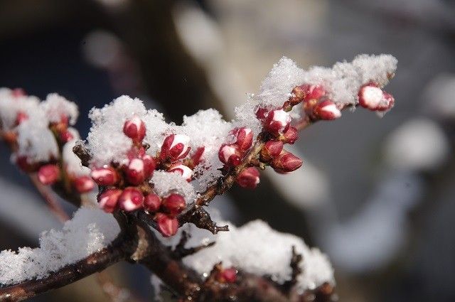 カーテンを開けたら雪国だった