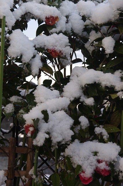 カーテンを開けたら雪国だった