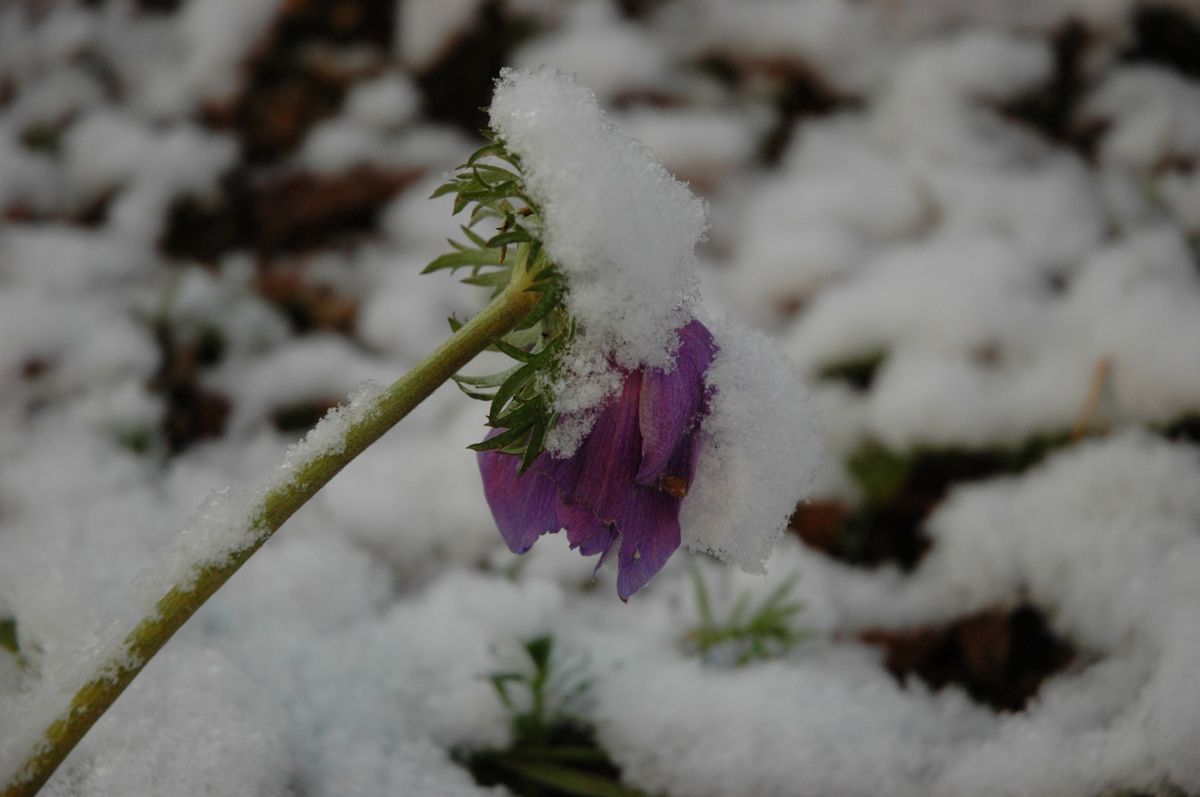 雪景色です