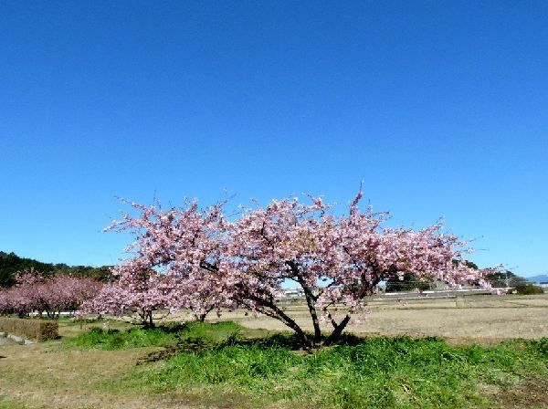 桜咲く田園風景