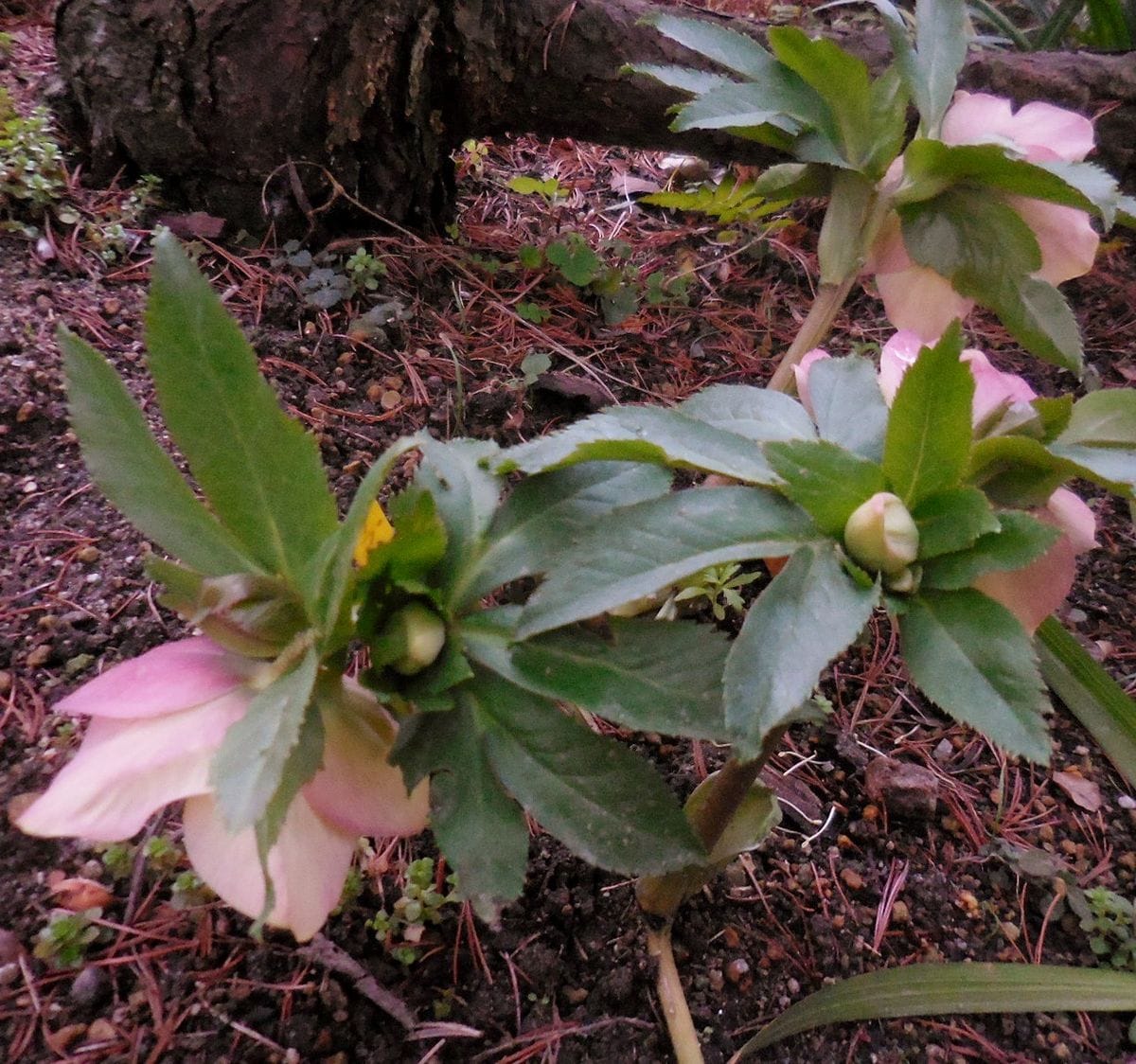 色気のある子開花・・・