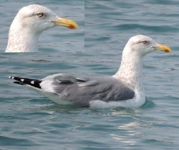 野鳥を求めて