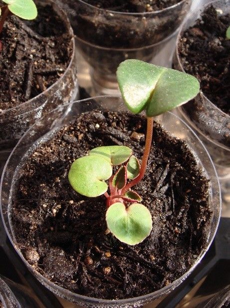 シクラメン小苗の植え替え