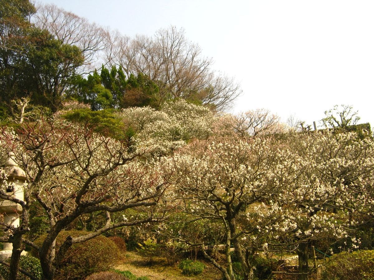 花より団子