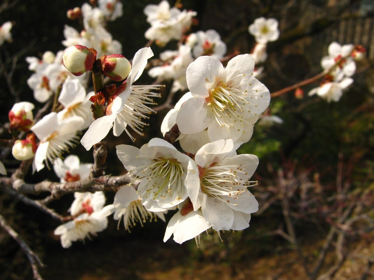 花より団子