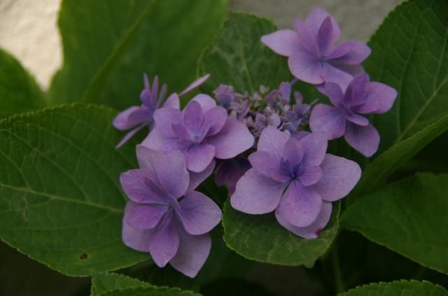 我が家の紫陽花