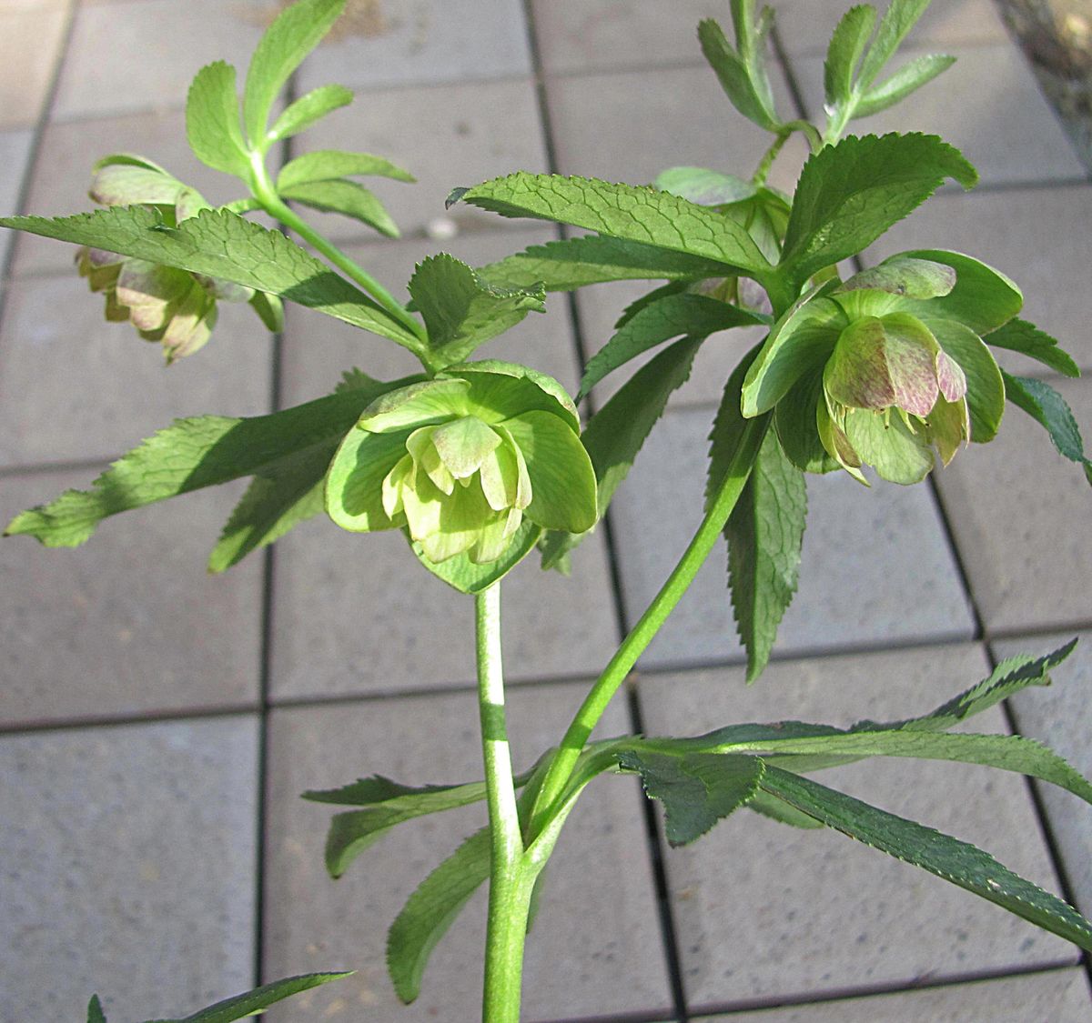 クロアチカス交配の花