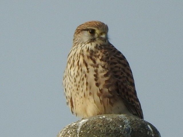 チョウゲンボウ、まだいました。