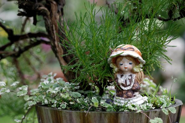 梅雨晴れのサントリナ