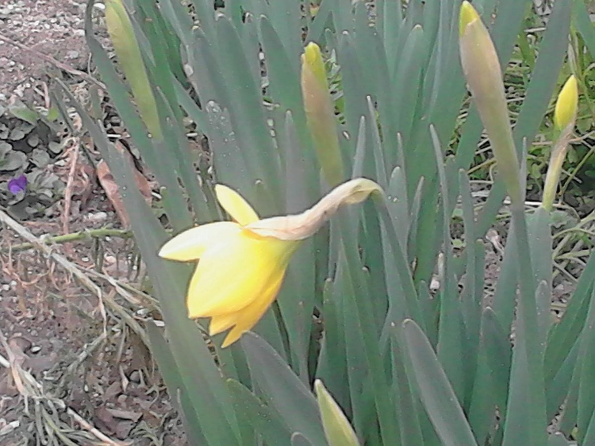 スイセン開花