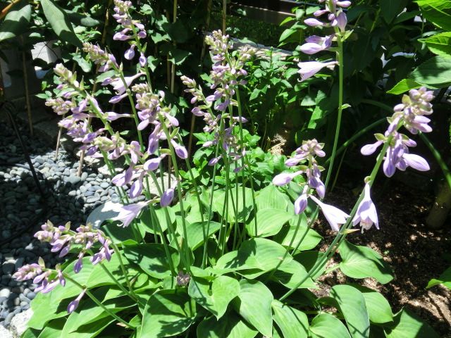 ギボウシの花が咲いています