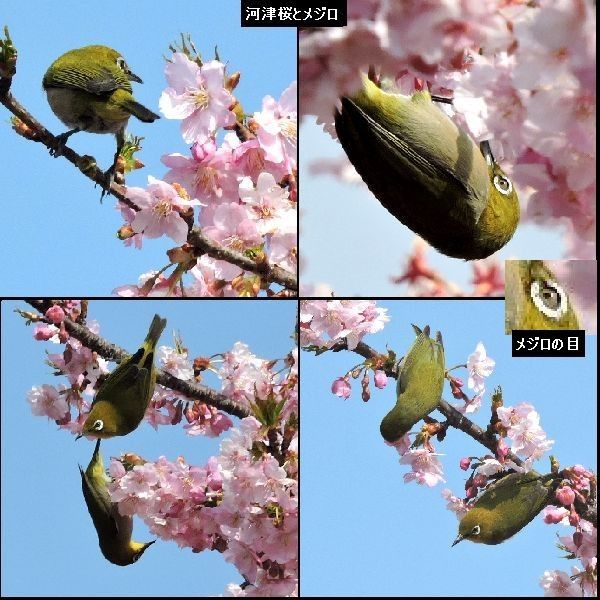 河津桜とメジロ