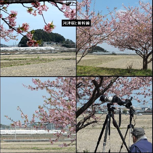 河津桜とメジロ