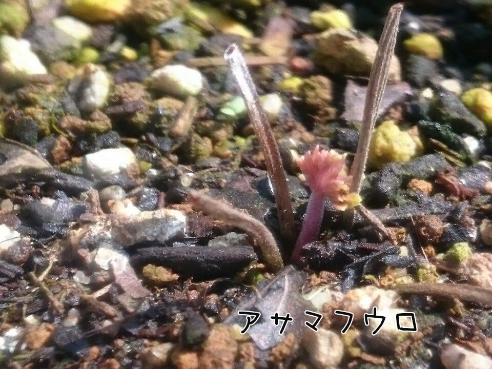 アサマさんに芽が♪