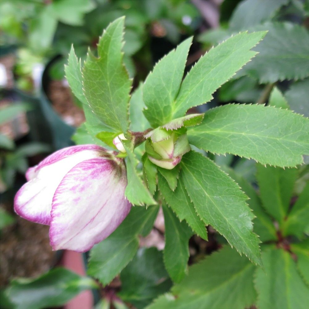 二番花に期待