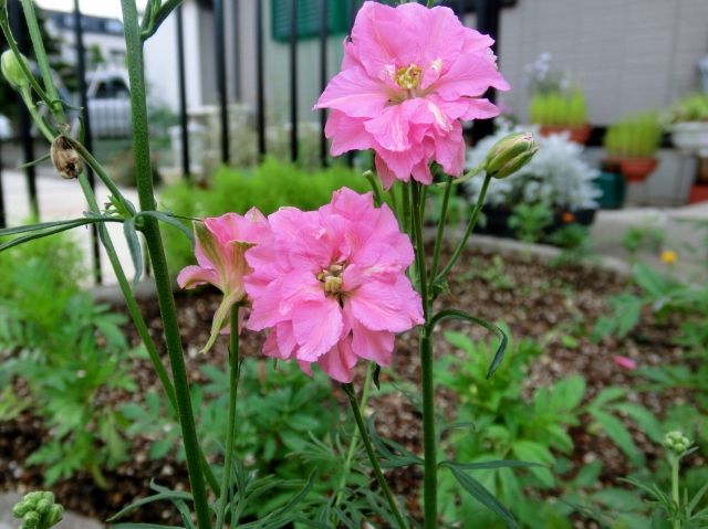 ピンク系のお花たち