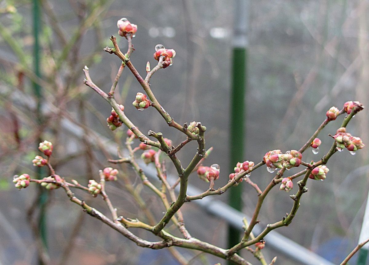 ブルーベリーの花芽