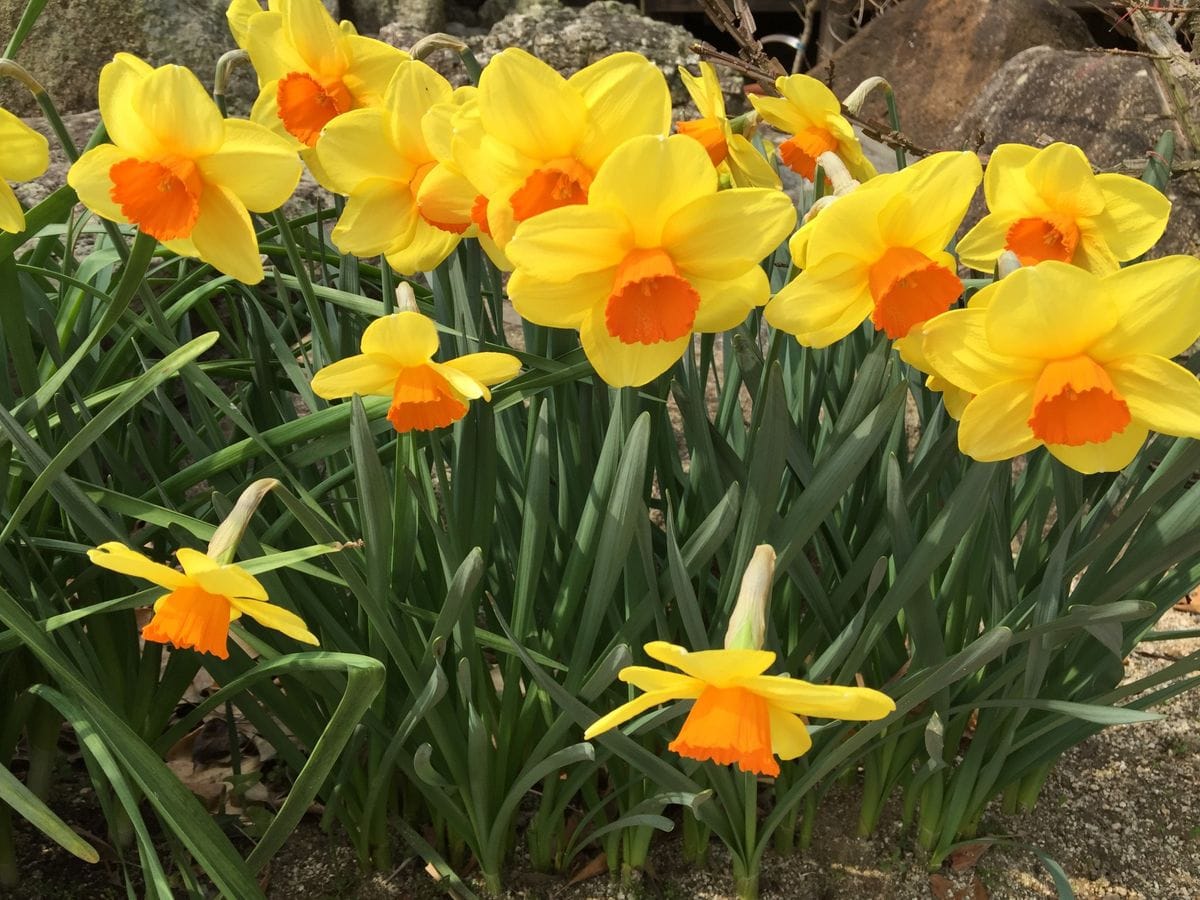 今日の花