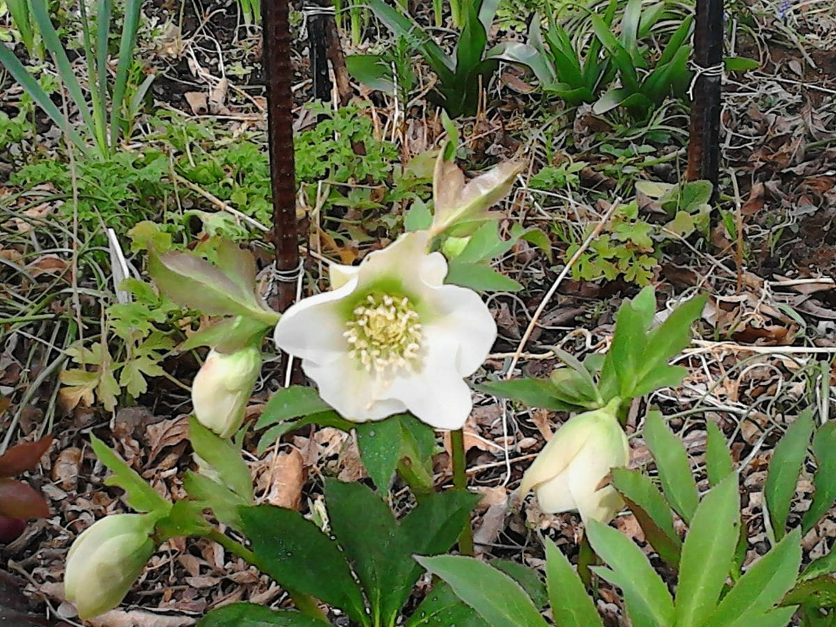 ムスカリも開花