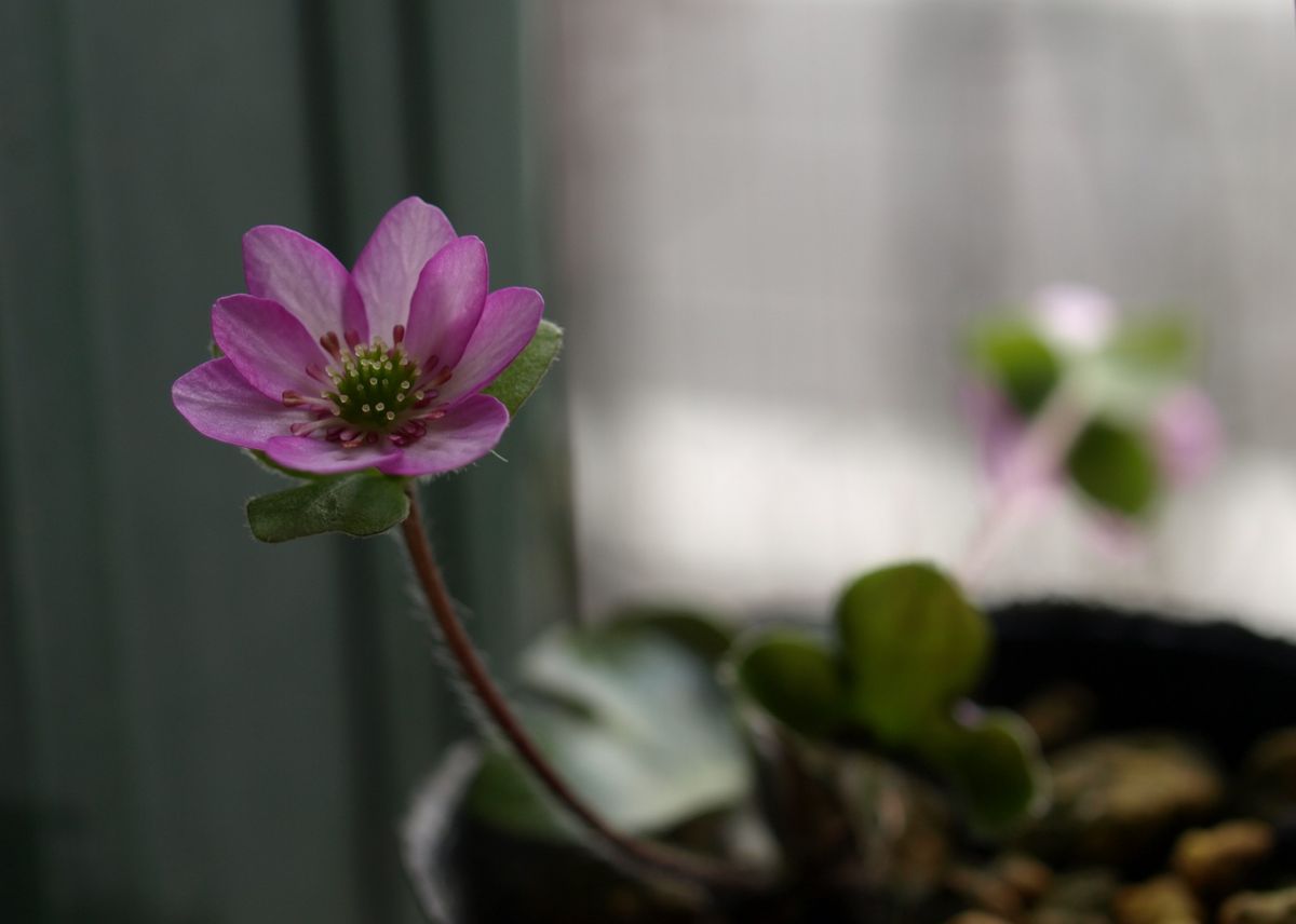 過ぎ行く季節、過ぎ行く花